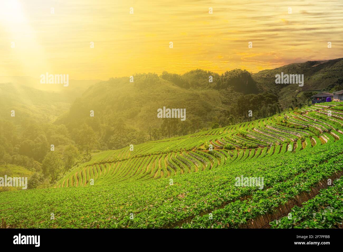 Bella fattoria Strawberry e Thai Farmer capanna sulla collina Foto Stock