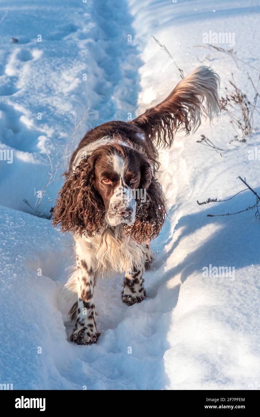 Un bel cane da caccia inglese springer spaniel corre su un campo innevato Foto Stock