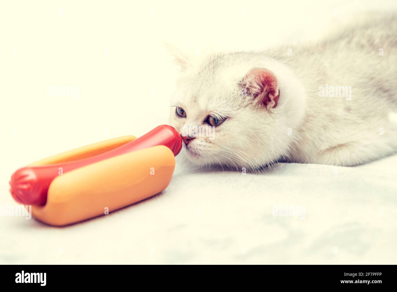 Gattino bianco giace sul letto con un cane caldo. Concetto di stile di vita povero - immobilità e abitudini alimentari malsane. Foto Stock
