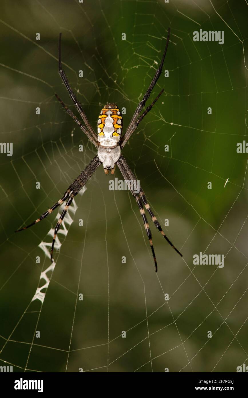 Signature Spider on web, Argiope aurantia, Bengala Occidentale, India Foto Stock