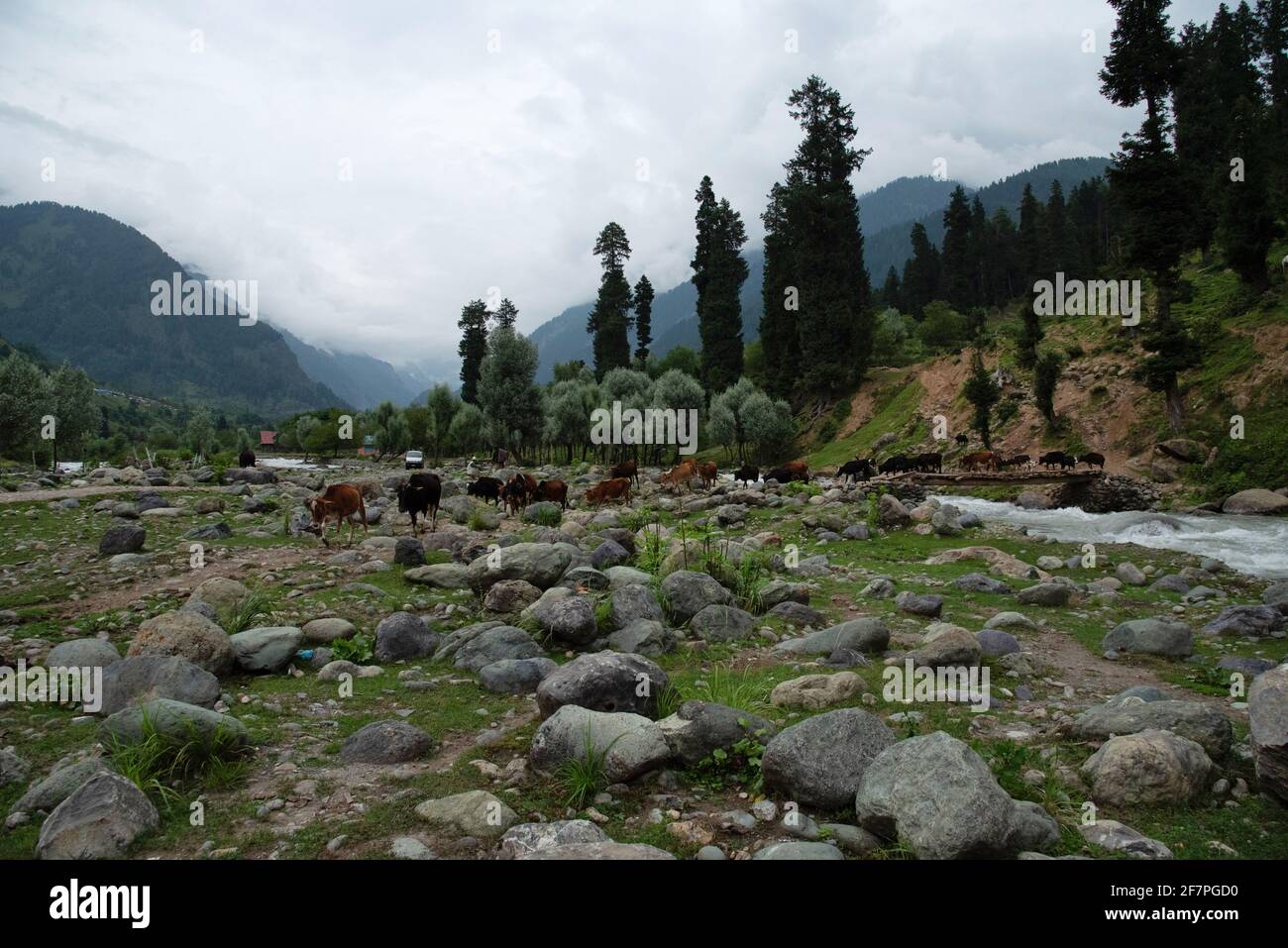 Bestiame al pascolo al fiume Jheelum, Pahalgam, Jammu Kashmir, India Foto Stock