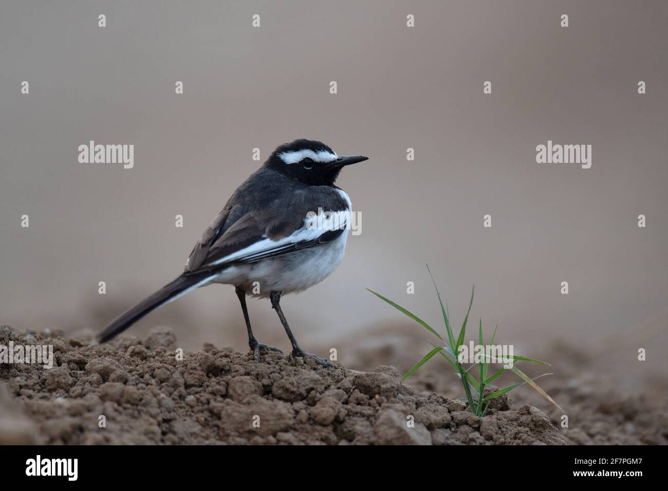 Wagtail bianco bruno, Motacilla maderaspatensis, Bokaro acciaio città, Jharkhand, India Foto Stock