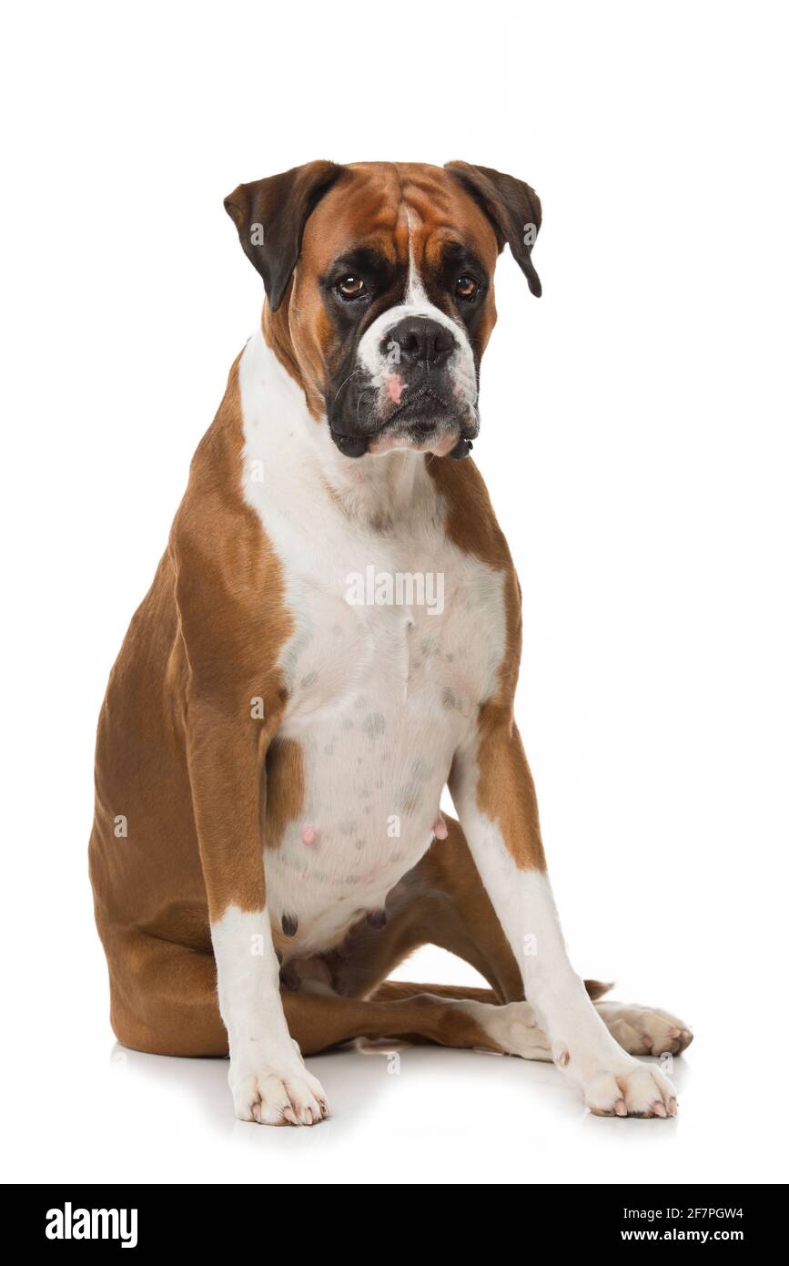 Cane da boxe adulto isolato su sfondo bianco Foto Stock