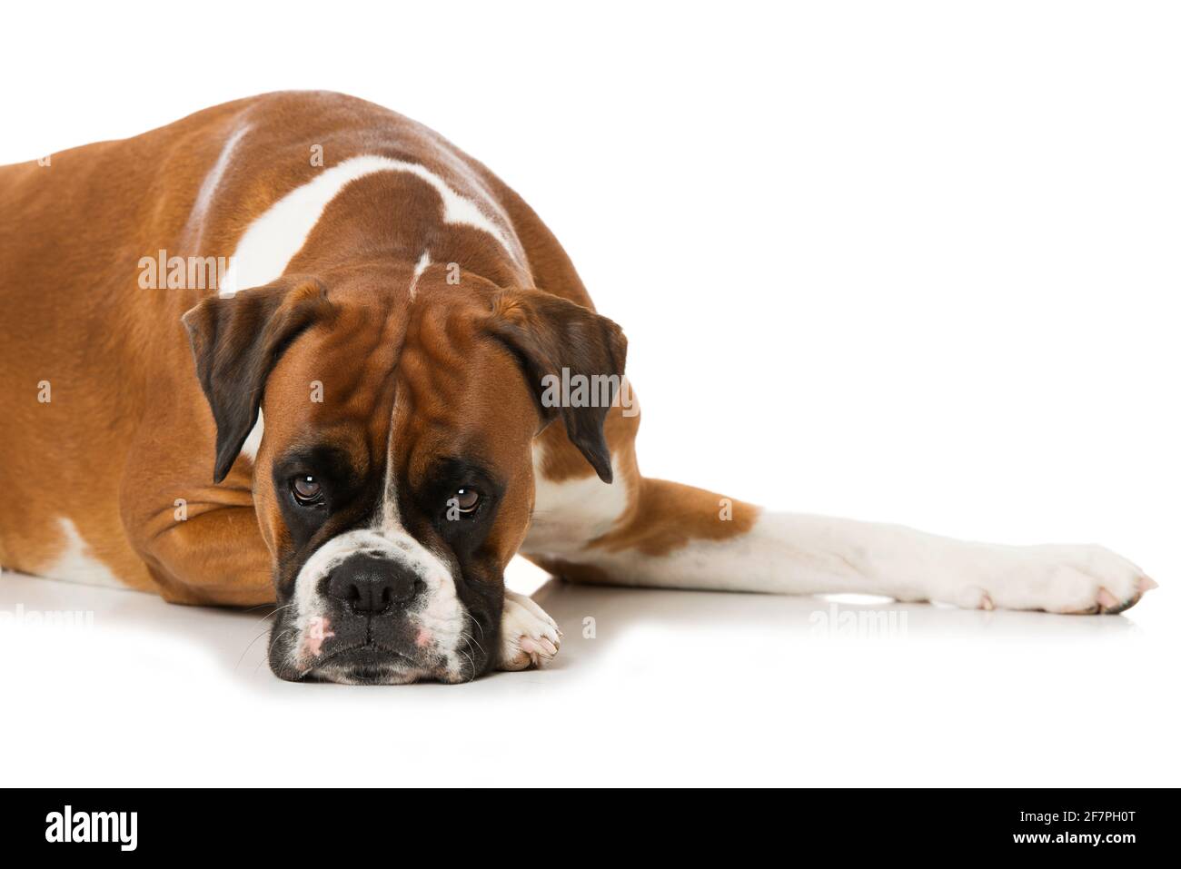 Cane da boxe adulto isolato su sfondo bianco Foto Stock