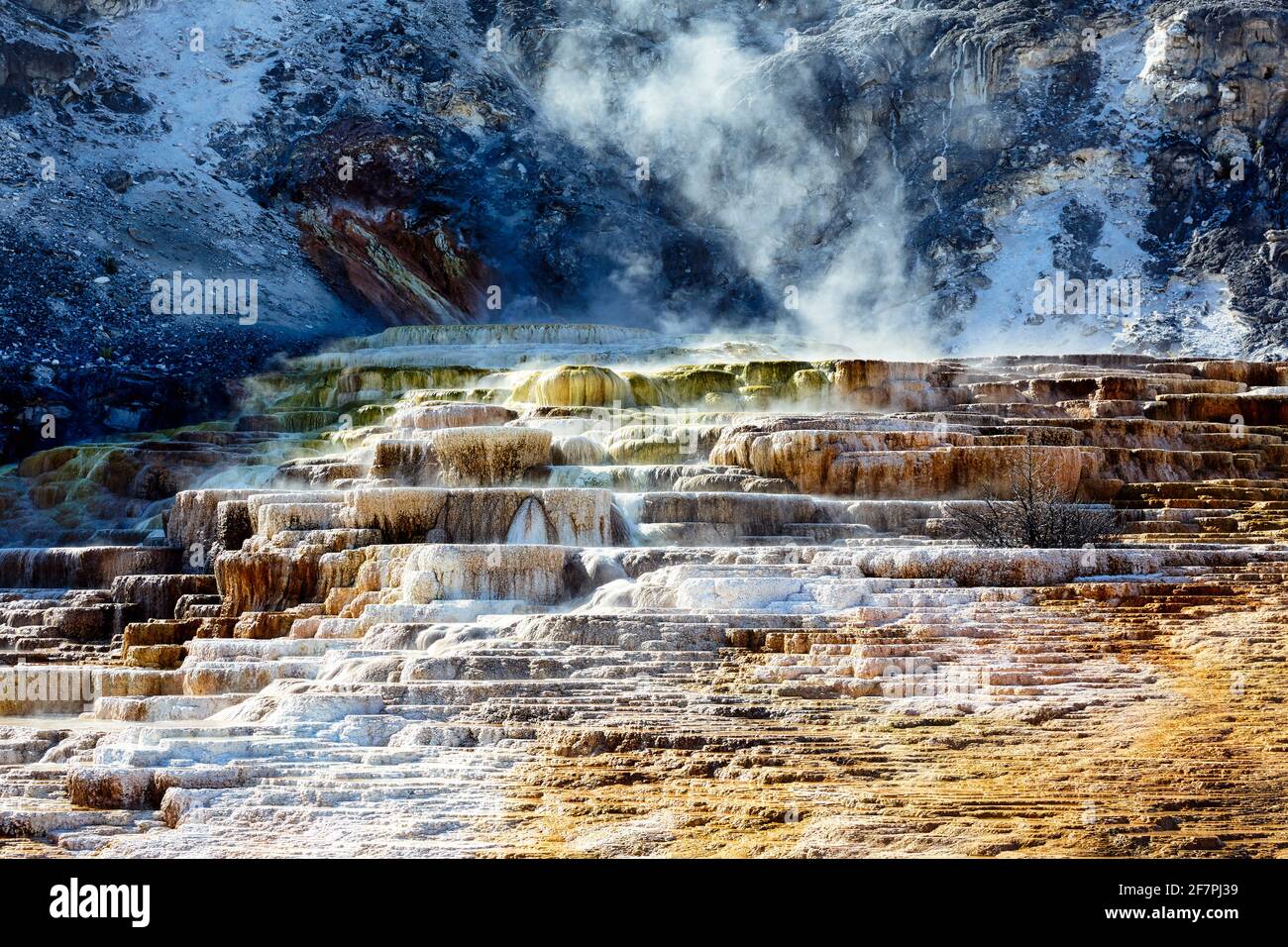 Terrazza Minerva presso le sorgenti termali di Mammoth. Parco nazionale di Yellowstone. Wyoming. STATI UNITI. Foto Stock