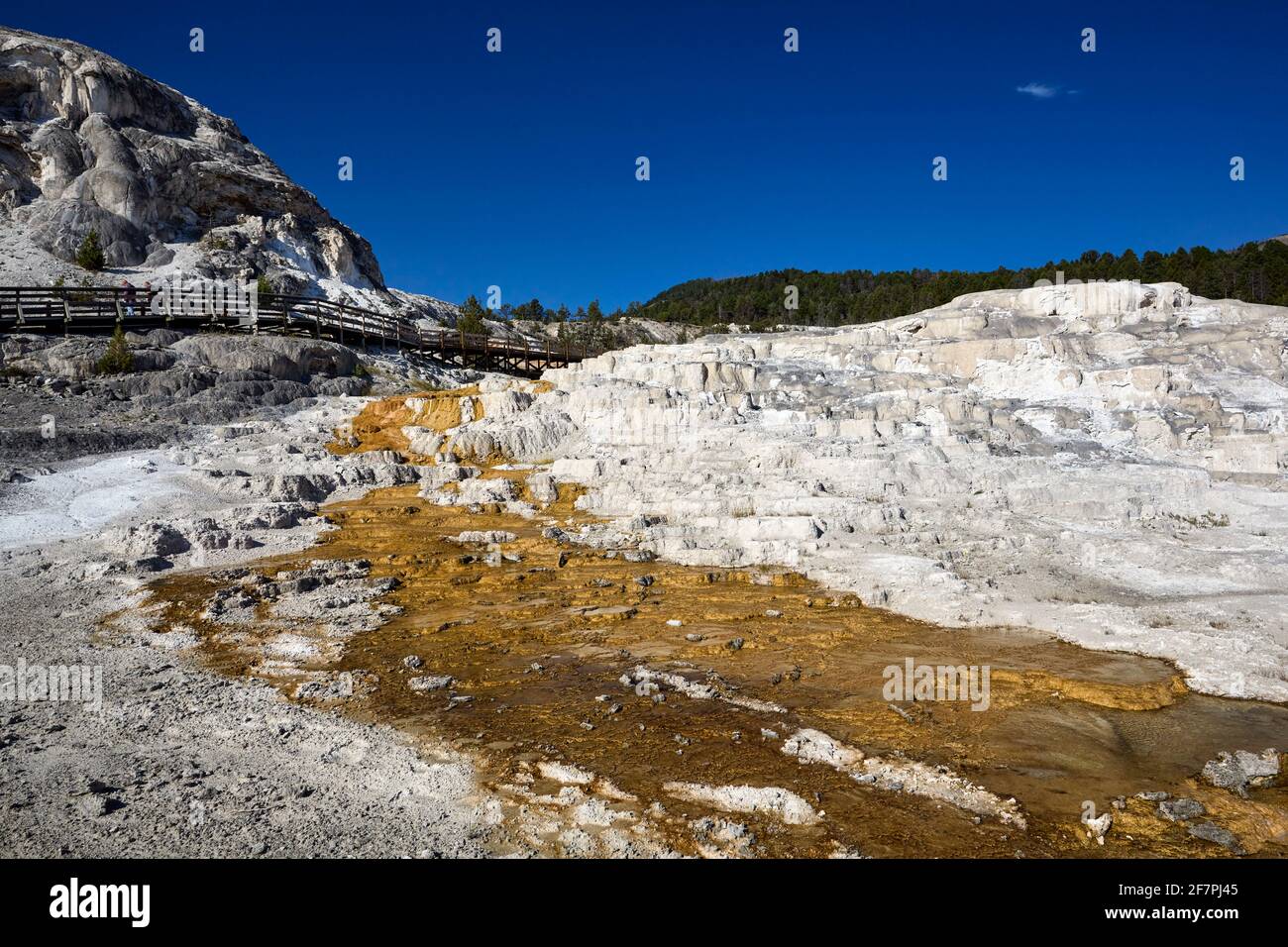 Terrazza Minerva presso le sorgenti termali di Mammoth. Parco nazionale di Yellowstone. Wyoming. STATI UNITI. Foto Stock