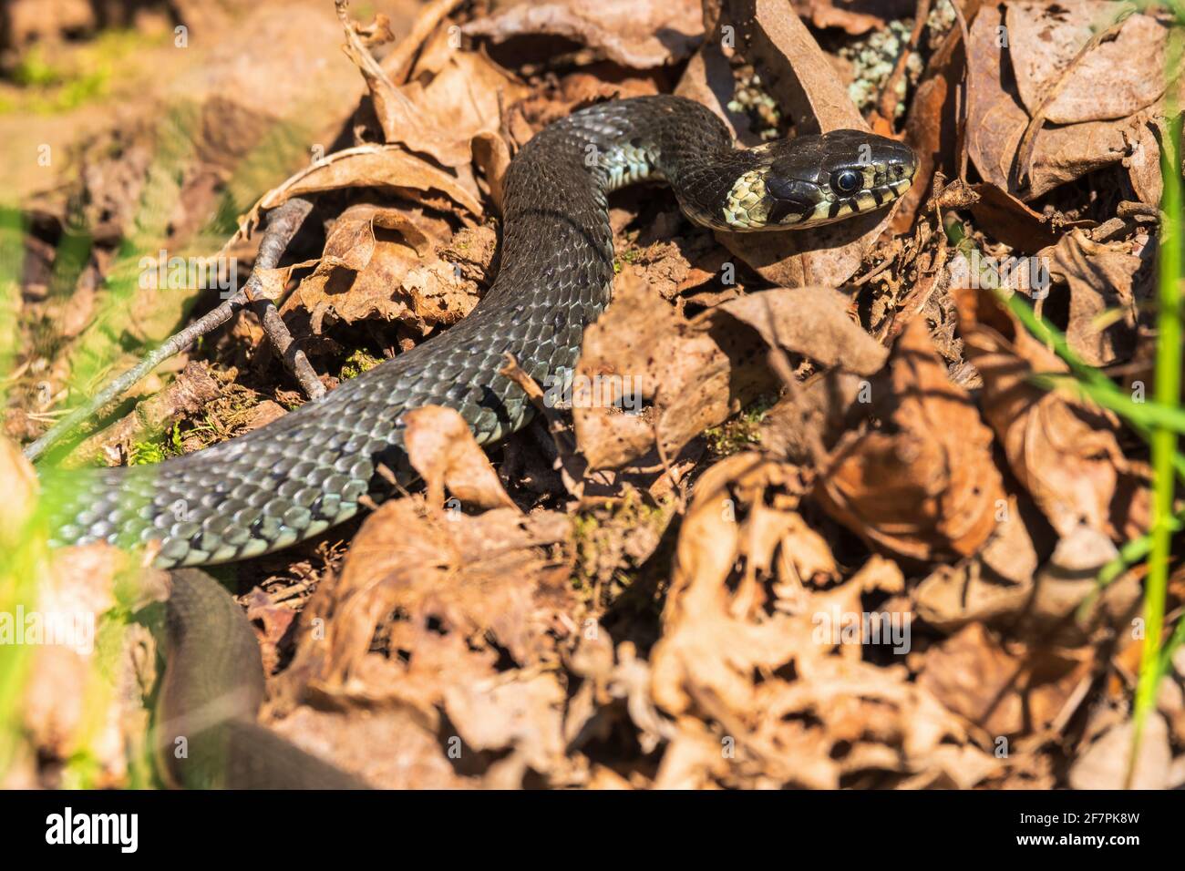 Primo piano su un serpente di erba che strisciando sul massa Foto Stock