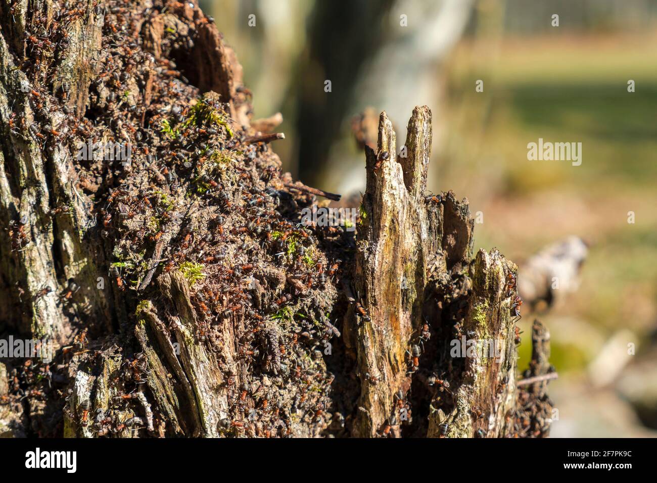 L'albero si stump con formiche in primavera Foto Stock