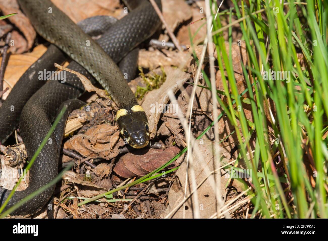 Serpente d'erba che scivola nel sole di primavera Foto Stock