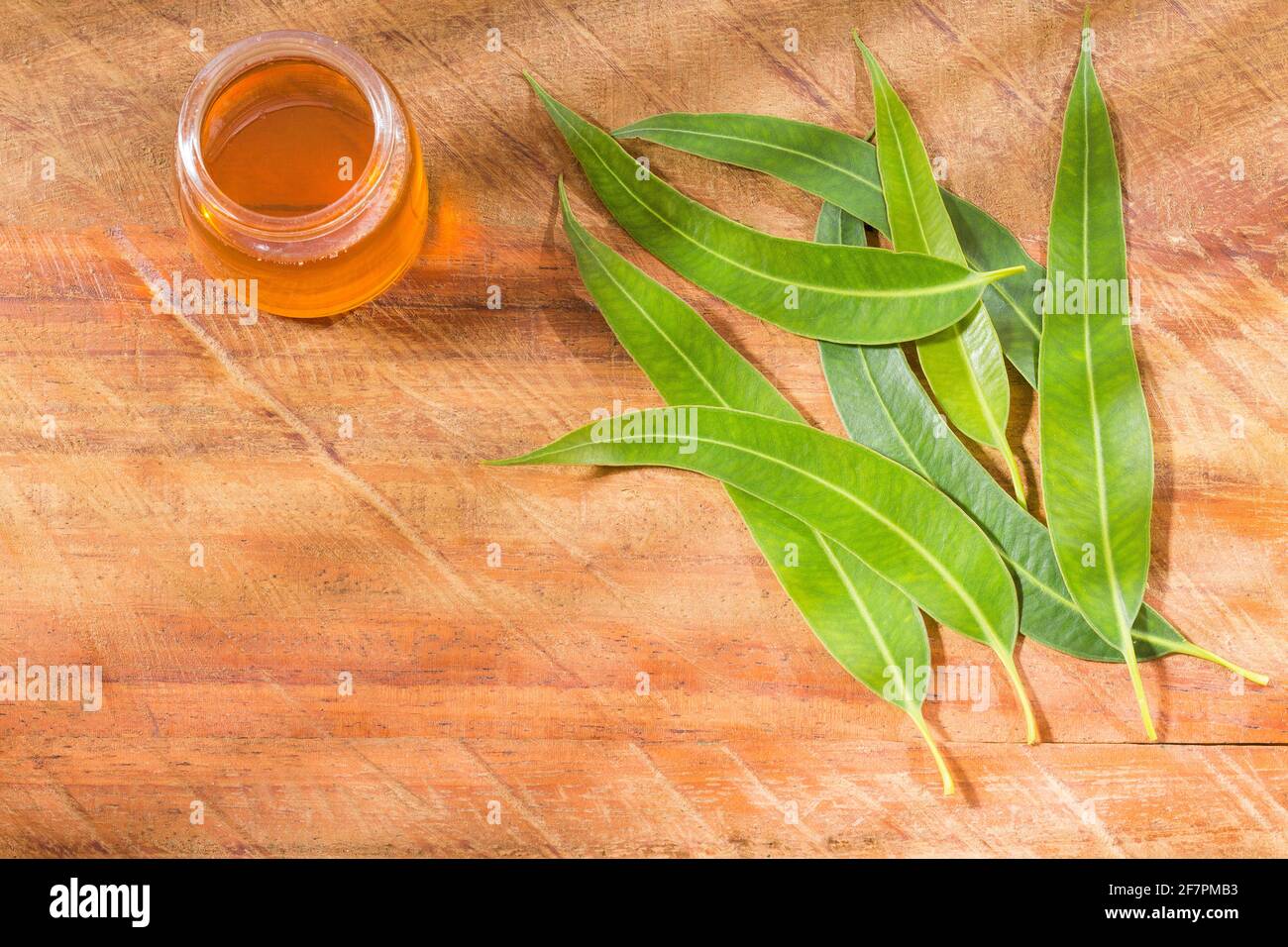 Foglie fresche e olio di eucalipto - globulo di eucalipto Foto Stock