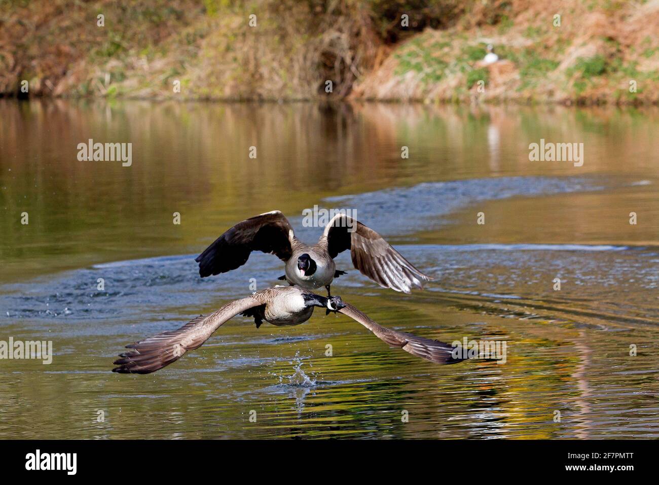 Holmfirth, Yorkshire, Regno Unito, 09 aprile 2021. Fauna selvatica del Regno Unito. Una diga abbastanza assomiglia ad un set di film di Top Gun come la lotta delle oche del Canada durante la stagione di riproduzione. RASQ Photography/Alamy Live News Foto Stock