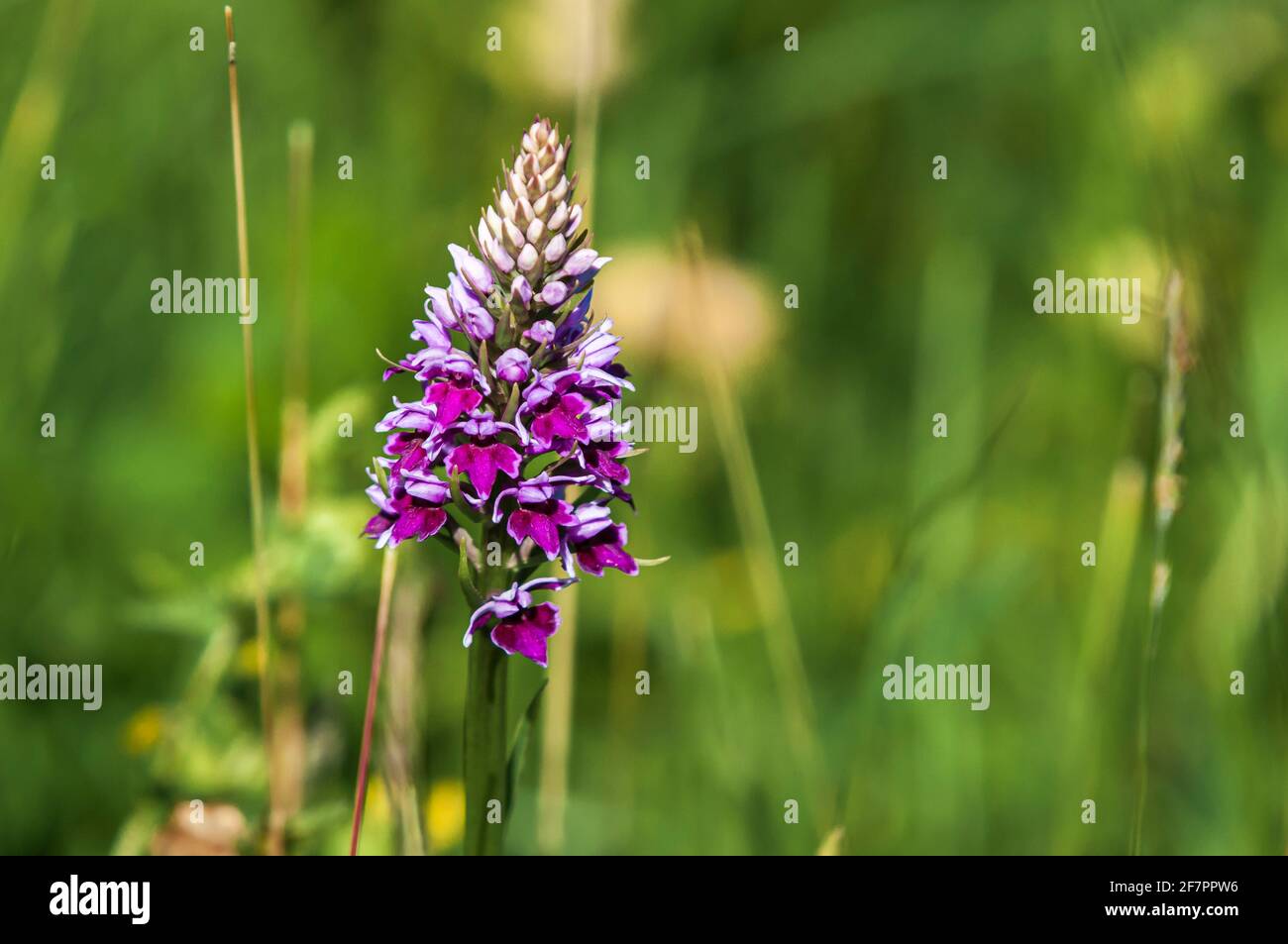 Una vista in HDR a 3 immagini d'estate di un'orchidea piramidale, Anacamptis piramidalis, presso la Riserva Naturale di Heysham, nel Lancashire, Inghilterra. 20 giugno 2014 Foto Stock