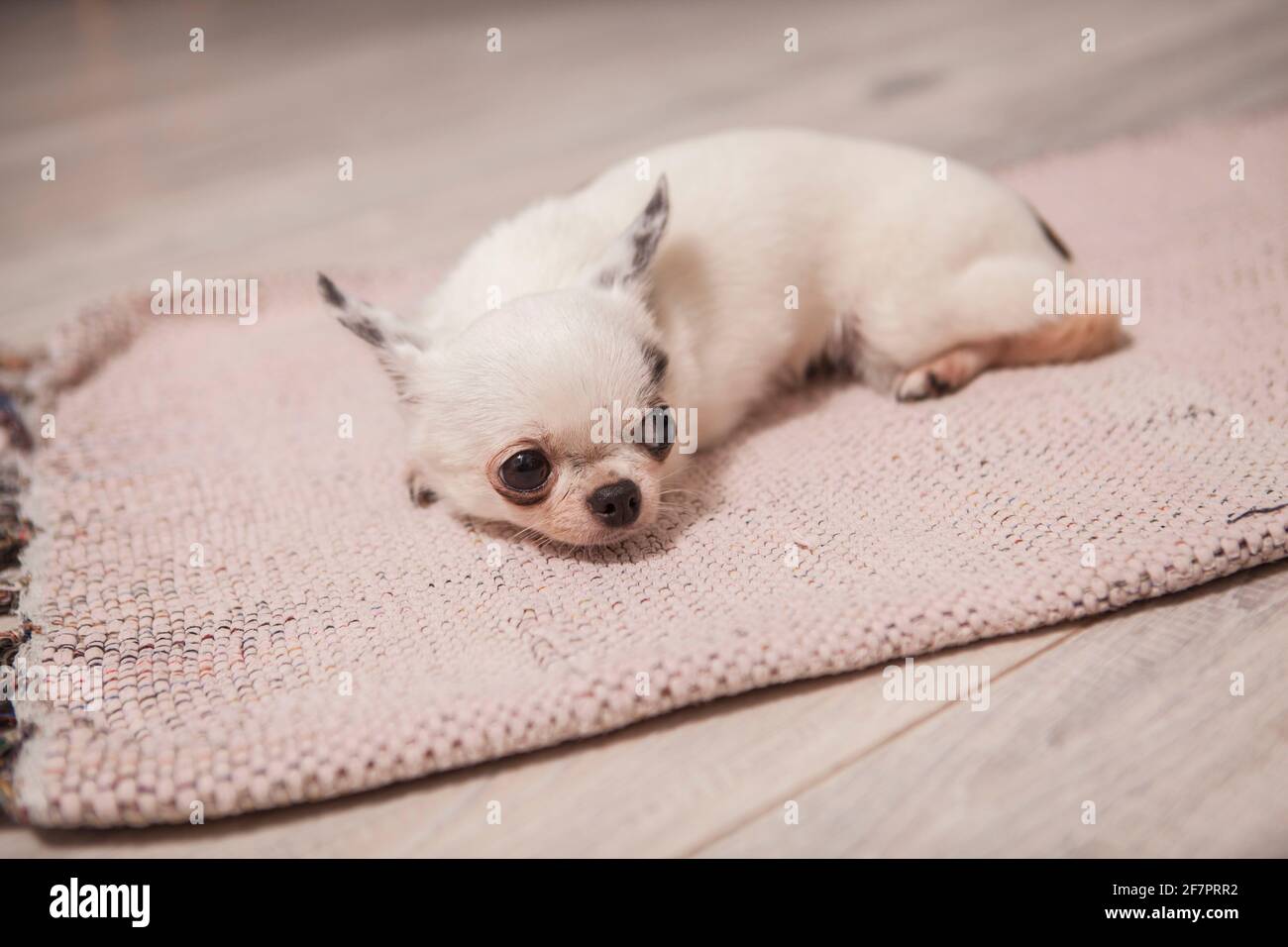 Primo piano di un piccolo adorabile cucciolo di chihuahua sdraiato il pavimento in attesa del proprietario Foto Stock