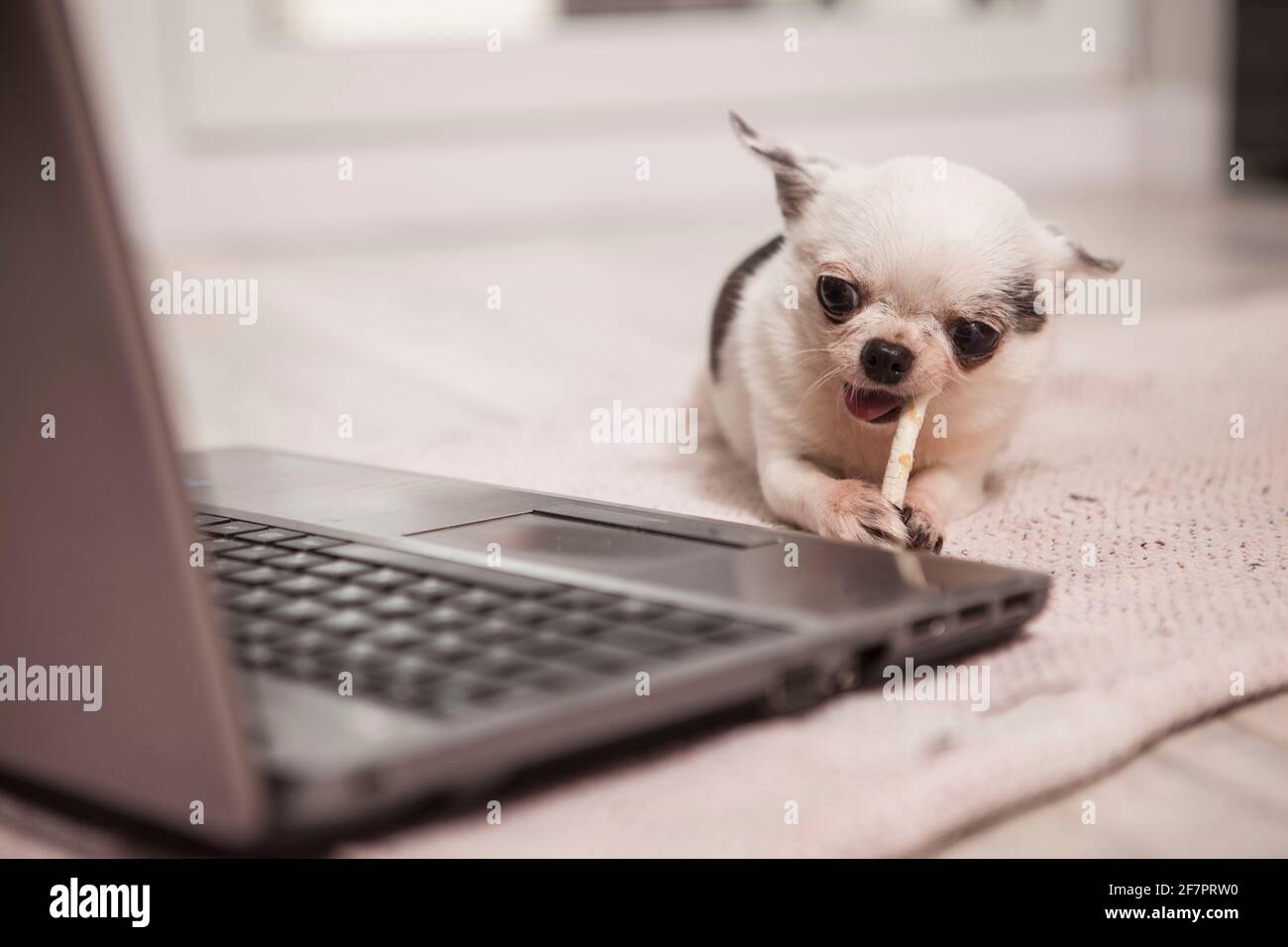 Carino piccolo cane chihuahua godendo di mangiare cane trattare osso in parte anteriore del computer Foto Stock
