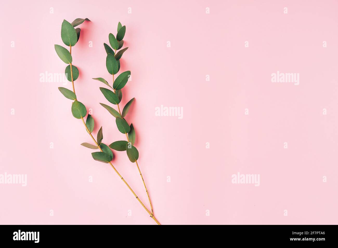 Bellissimo ramoscello con foglie verdi su sfondo rosa. Spazio libero per il testo Foto Stock