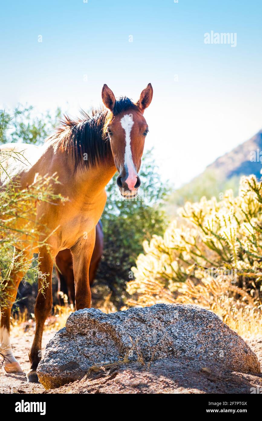 Cavallo selvatico a Lower Salt River, Tonto National Forest, Arizona Foto Stock