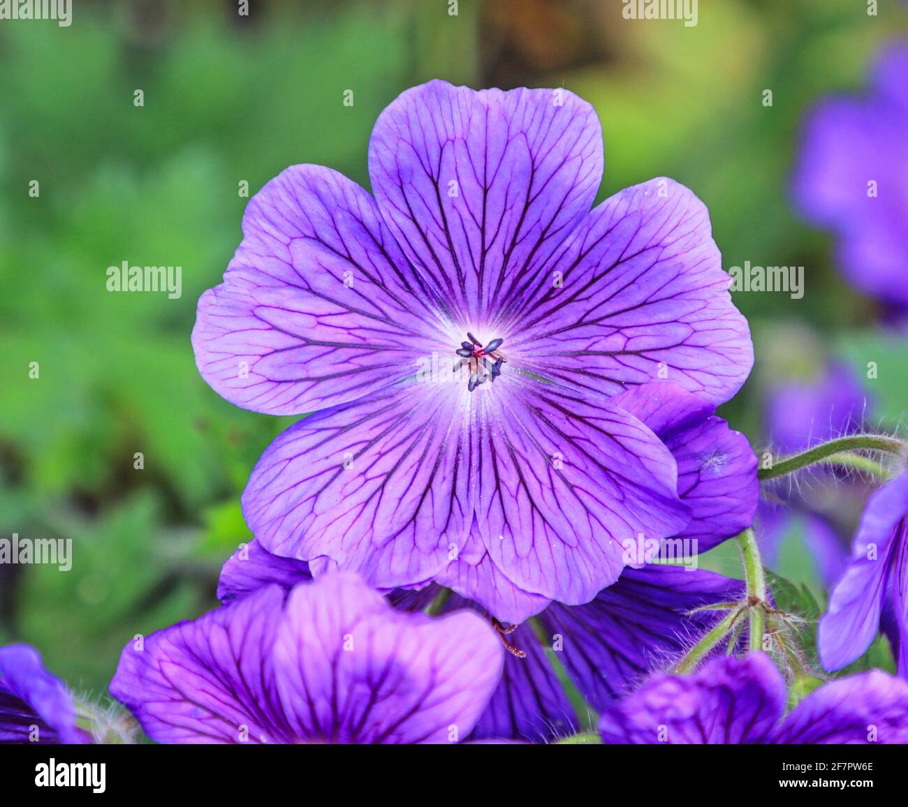 Primo piano di un fiore rosa/viola di geranio selvatico (Geranium maculatum), Inghilterra, Regno Unito Foto Stock