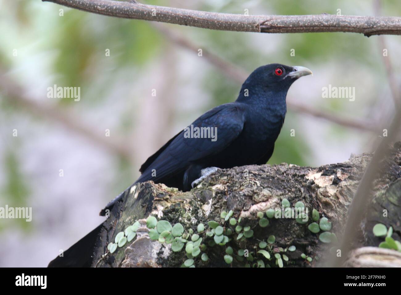 Koel asiatico Eudynamys scoulopaceus, maschio Foto Stock