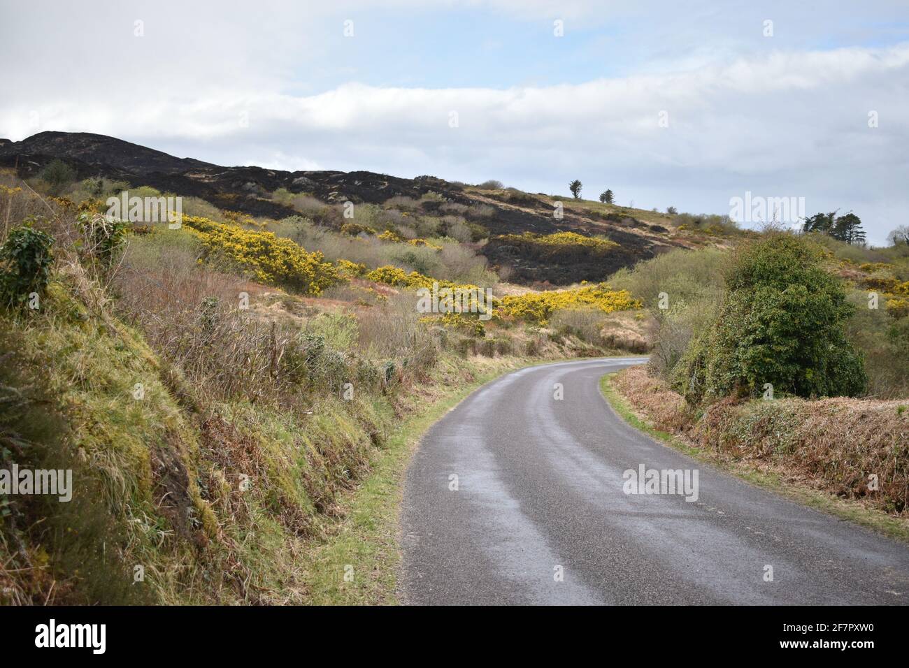 Bantry, West Cork, Irlanda. 8 Apr 2021. Dopo il fuoco di gola su Seskin che ha bruciato centinaia di acri. Credit: Karlis Dzjamko/Alamy Live News Foto Stock