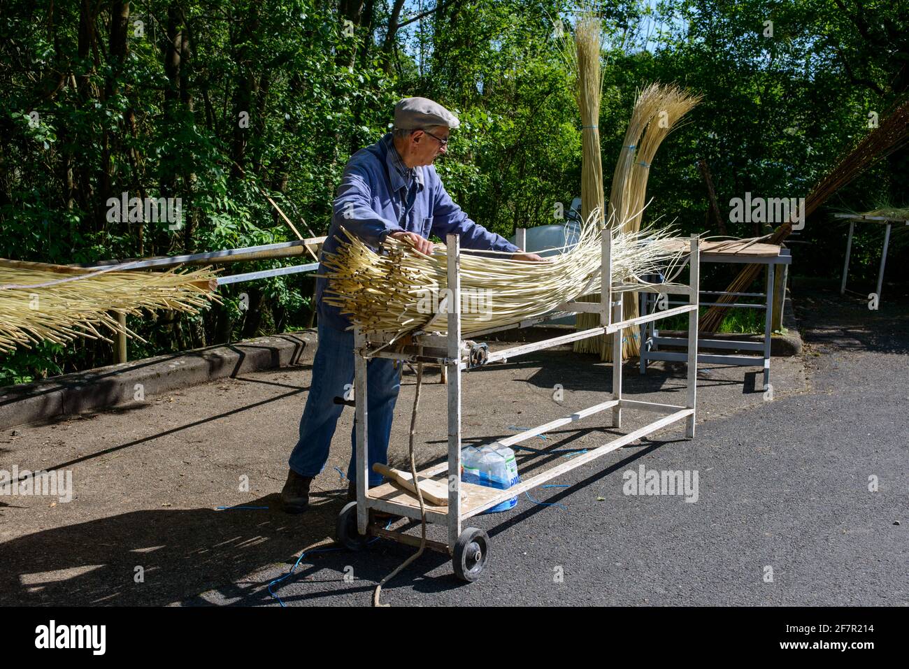 Uomo nella regione della Loira in Francia con canne appena tagliate utilizzato per la tessitura del cestello Foto Stock