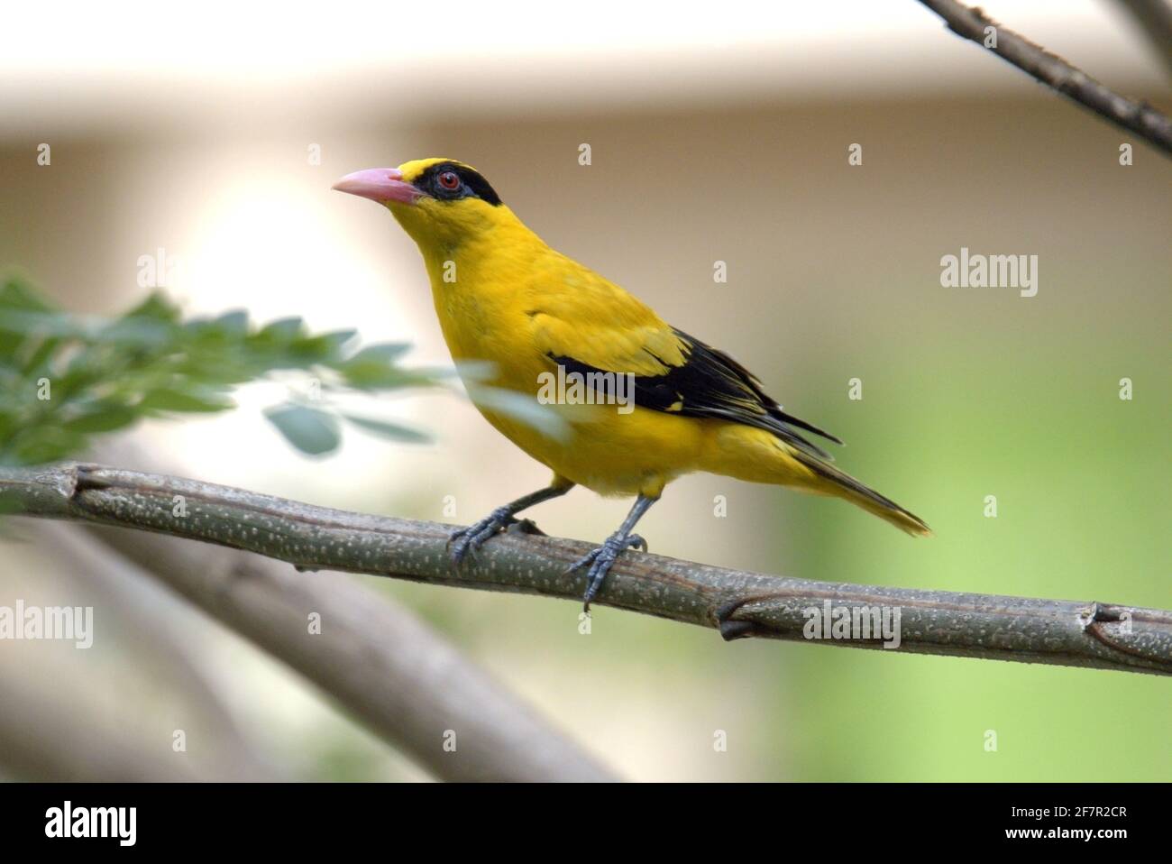 La bella oriole Naped nero arroccato sul ramo Foto Stock