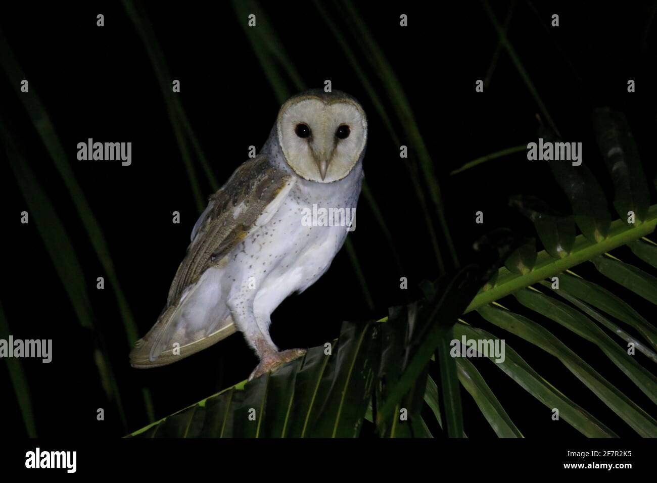 Il barbagianni (Tyto alba) Foto Stock