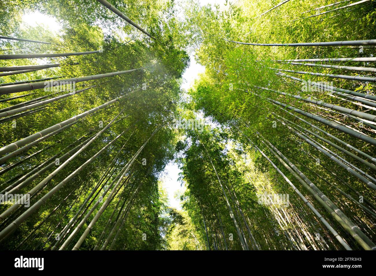 Una foresta di bambù a Kyoto, in Giappone, è vista in una soleggiata giornata estiva. Foto Stock