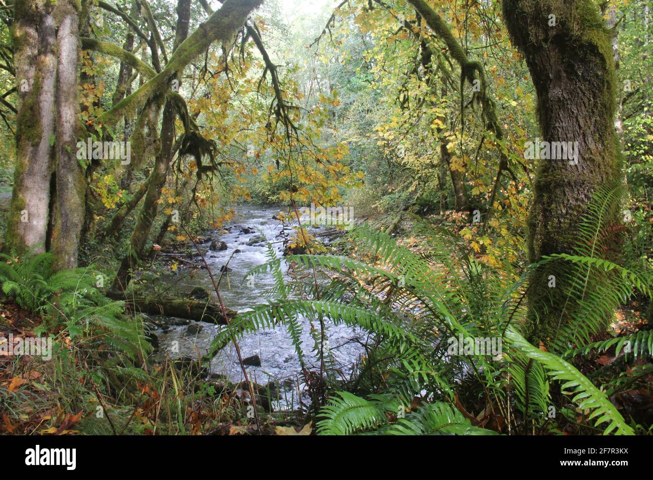 Vecchi alberi di crescita e felci sono visti nella Olympic state Forest vicino a Olympia, nello stato di Washington sud-occidentale, in un giorno fosso Pacifico nord-occidentale. Foto Stock
