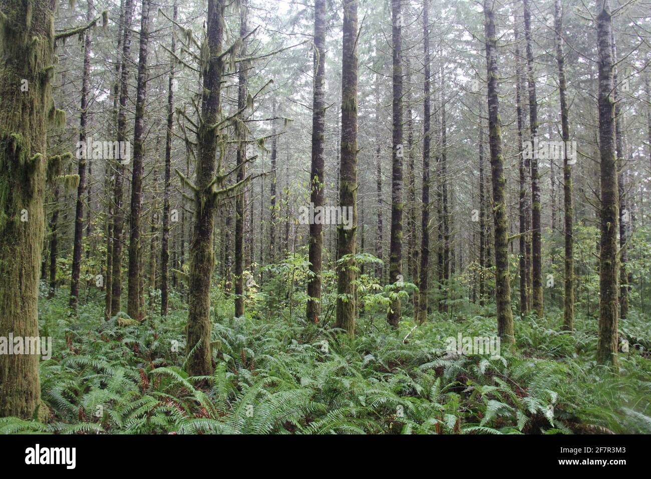 Vecchi alberi di crescita e felci sono visti nella Olympic state Forest vicino a Olympia, nello stato di Washington sud-occidentale, in un giorno fosso Pacifico nord-occidentale. Foto Stock