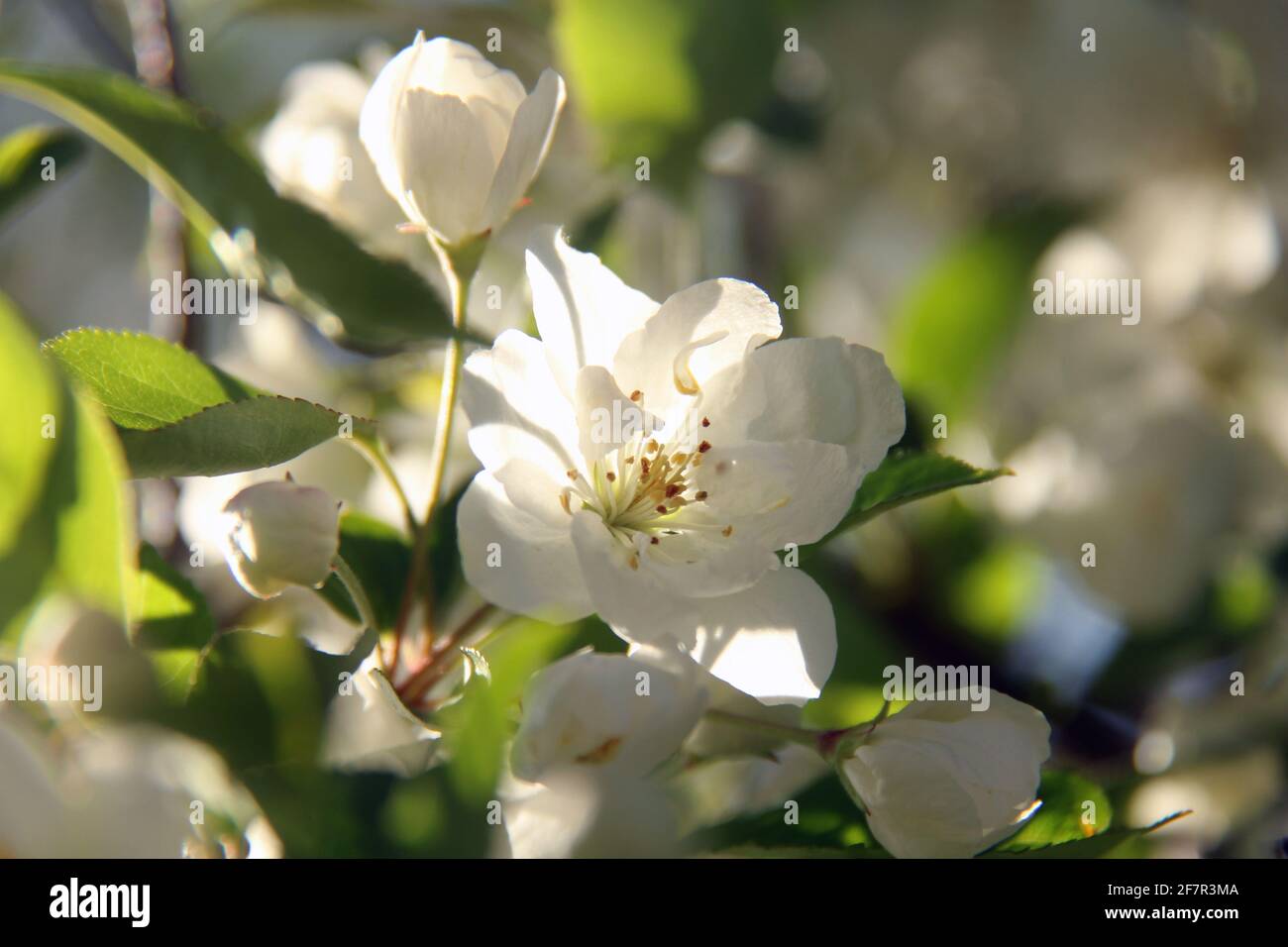 Un fiore bianco è visto fiorire all'inizio della primavera su un albero verde in un giorno di aprile soleggiato. Foto Stock