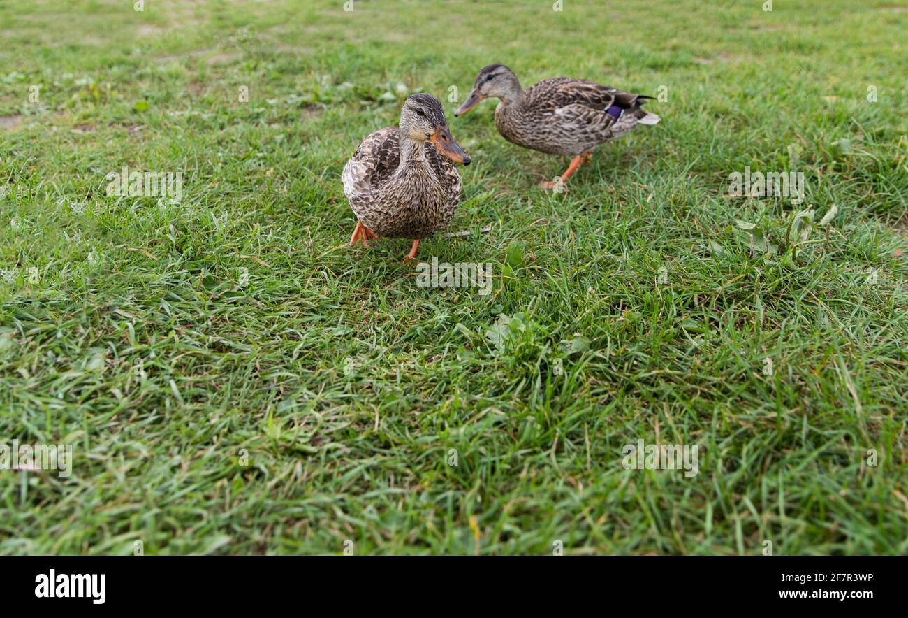 due anatre che camminano sull'erba in estate Foto Stock