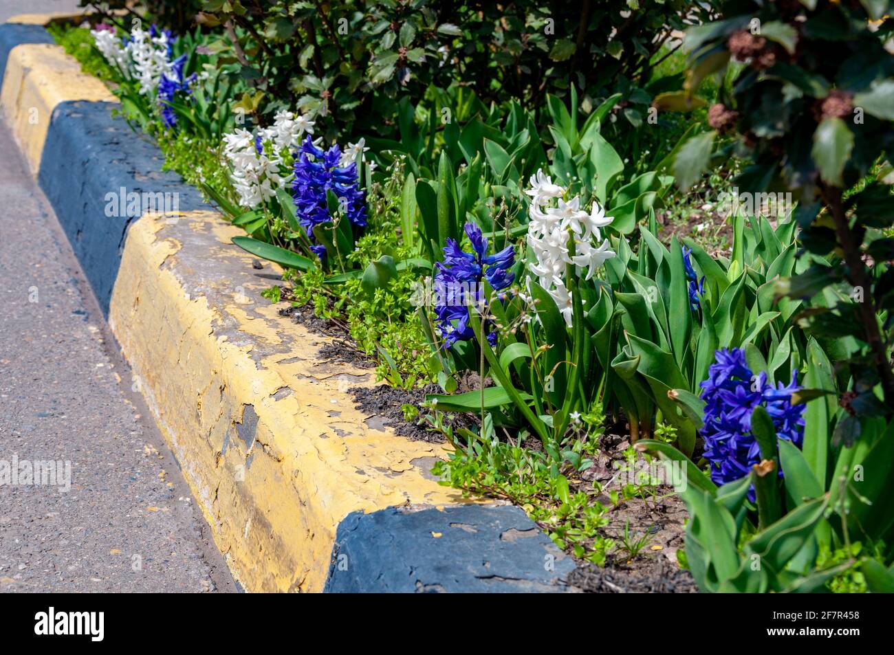 Porpora e Bianco giacinto Fiore. Primo piano di piante in fiore viola e bianco in primavera lungo la strada Foto Stock