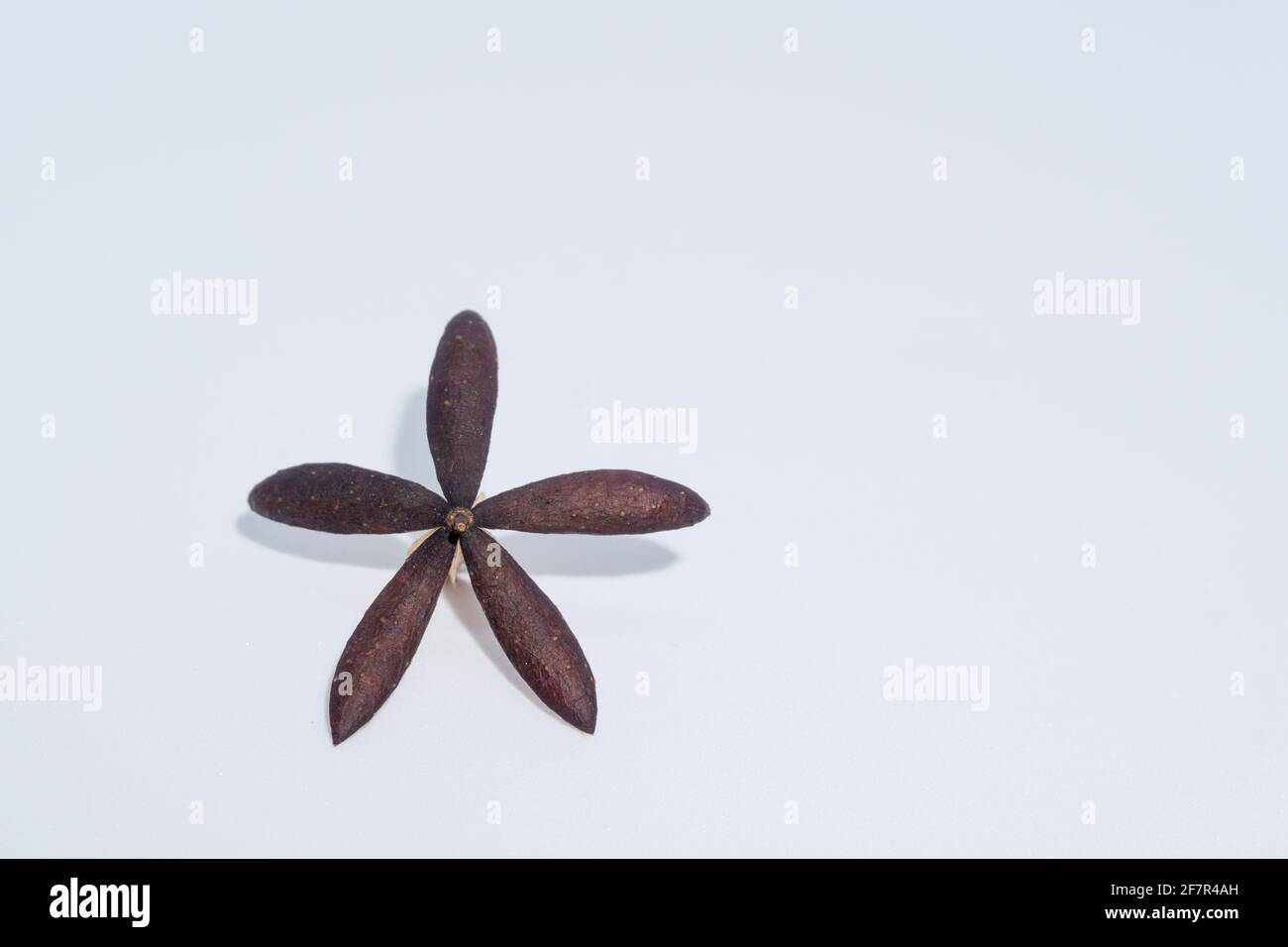 Un colpo vicino su di un seme indiano secco di lilla, un seme asciutto aperto quasi assomiglia ad un artefatto. Azadirachta indica, comunemente noto come neem, nimtree o. Foto Stock