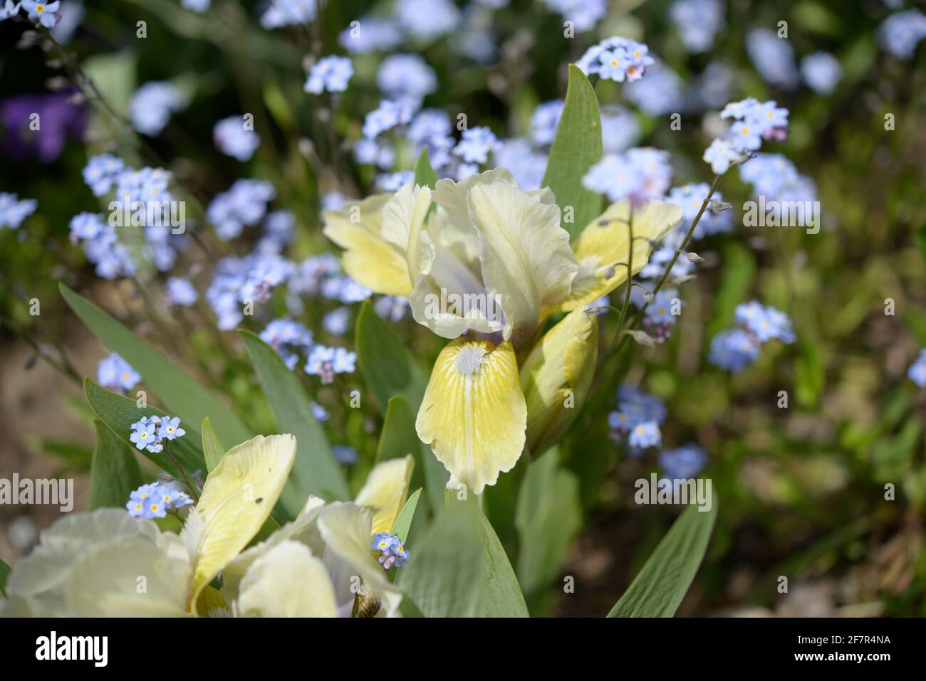 iris giallo pallido che cresce tra blu perivinkle dimenticate me nots Foto Stock