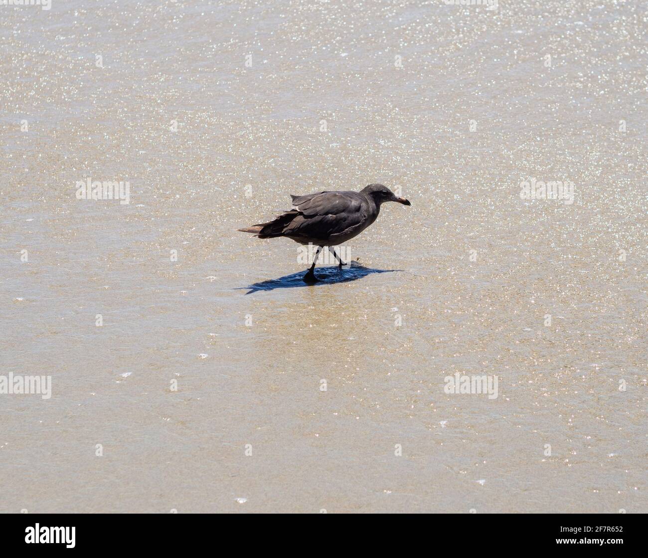 vista laterale di un piccolo uccello scuro su una spiaggia a piedi Foto Stock