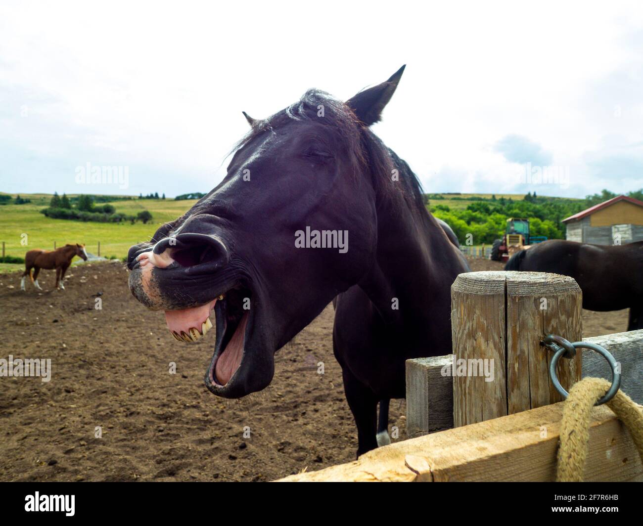ridendo testa nera del cavallo in estate Foto Stock