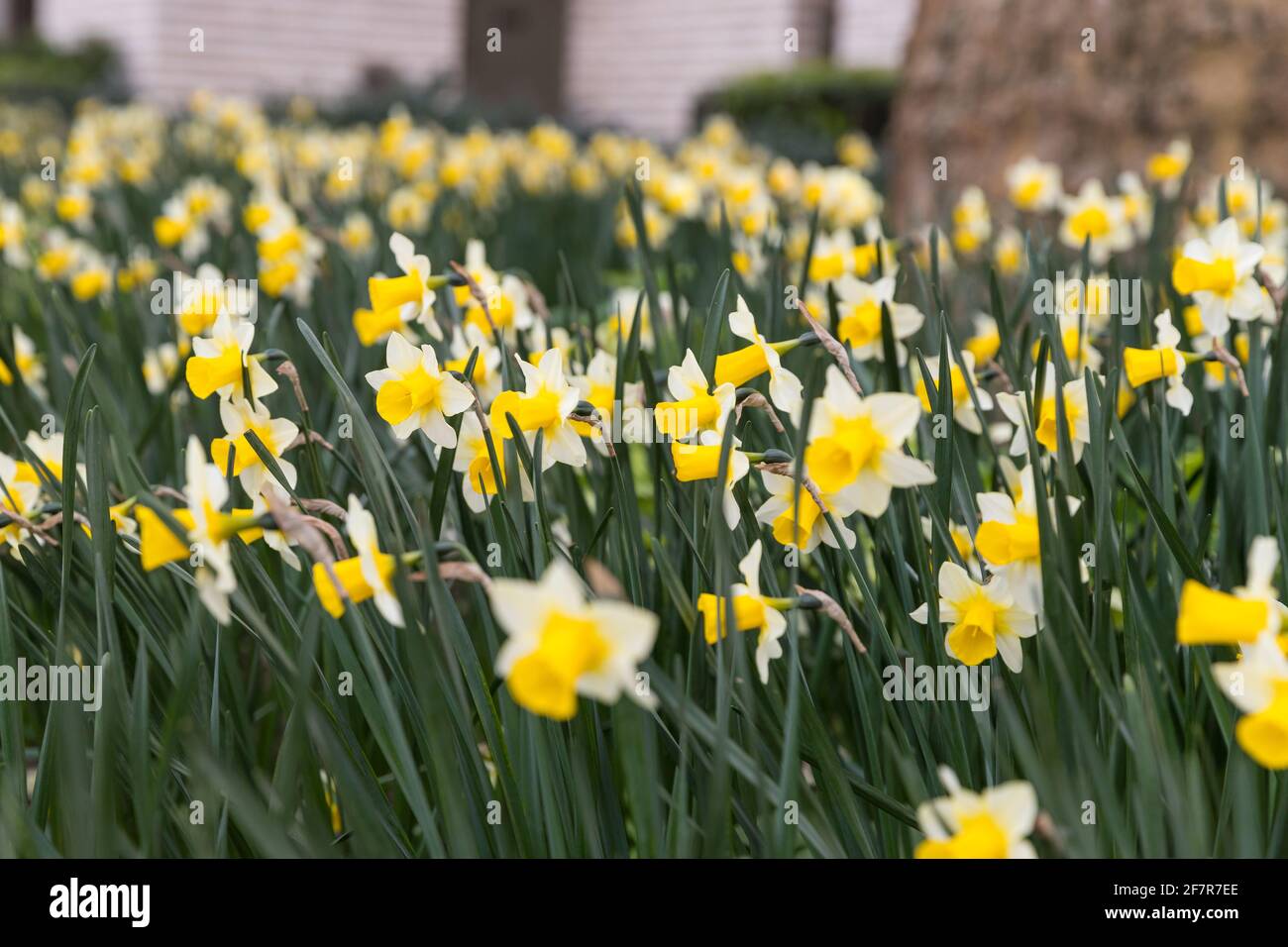 Campo di narcisi Foto Stock