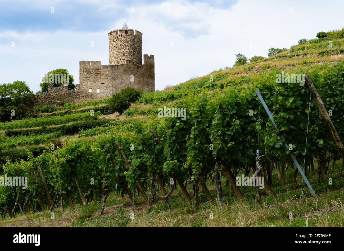 Vista estiva delle rovine del castello medievale tra i vigneti del vigneto di Keysersberg, famoso villaggio vinicolo in Alsazia, vicino a Colmar (Francia) Foto Stock