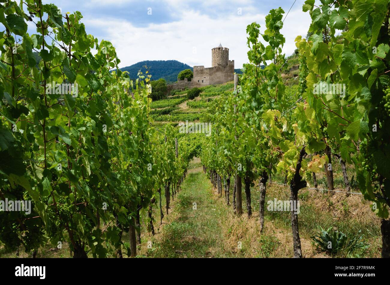 Vista estiva delle rovine del castello medievale tra i vigneti del vigneto di Keysersberg, famoso villaggio vinicolo in Alsazia, vicino a Colmar (Francia) Foto Stock