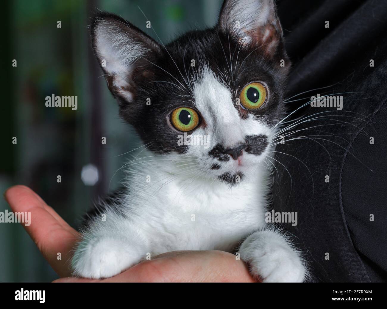 gattino bianco e nero spaventato con grandi occhi gialli mani femminili Foto Stock