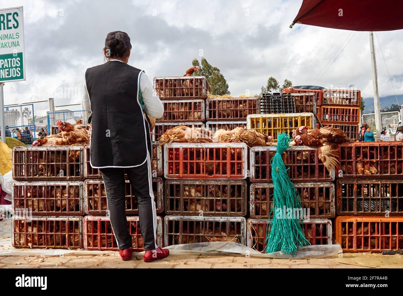 Vendita di pollo al mercato animale a Otavalo (Ecuador) in attesa di clienti accanto alle sue scatole rosse. Foto Stock