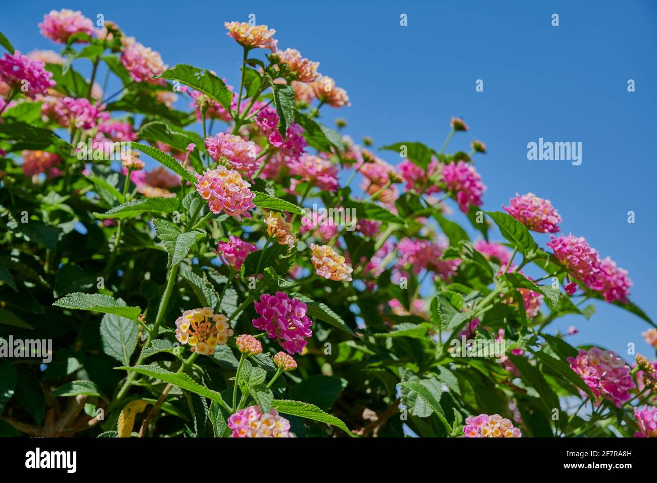 lantana camara al sole Foto Stock