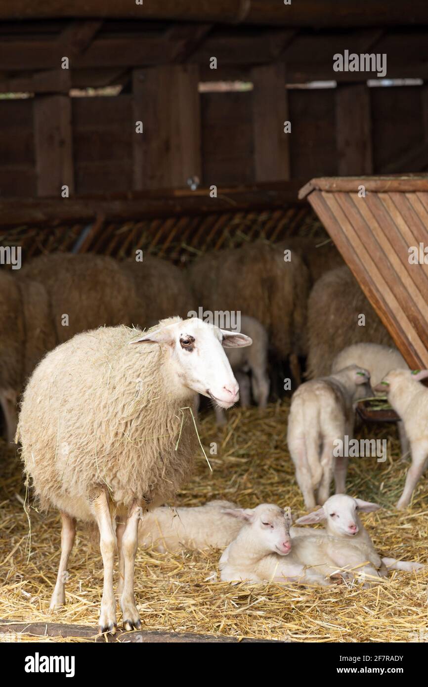 Gregge di pecore di fronte ad un fienile di pecora in Paesi Bassi Foto Stock