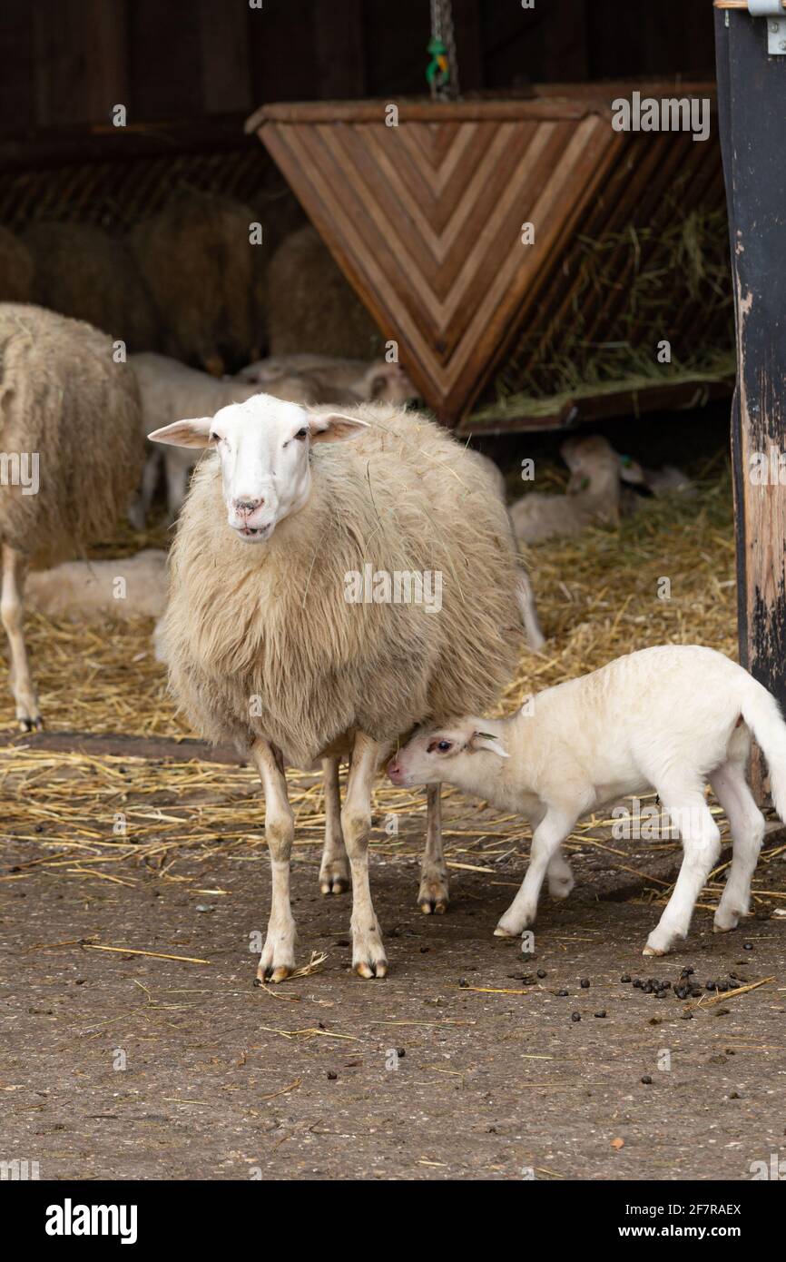Gregge di pecore di fronte ad un fienile di pecora in Paesi Bassi Foto Stock