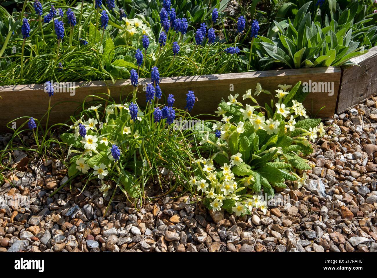 Hampshire, Inghilterra, Regno Unito. 2021. Fiori primaverili in un giardino di campagna inglese, uva iacinthus e primerote che crescono attraverso un sentiero di ghiaia. Foto Stock