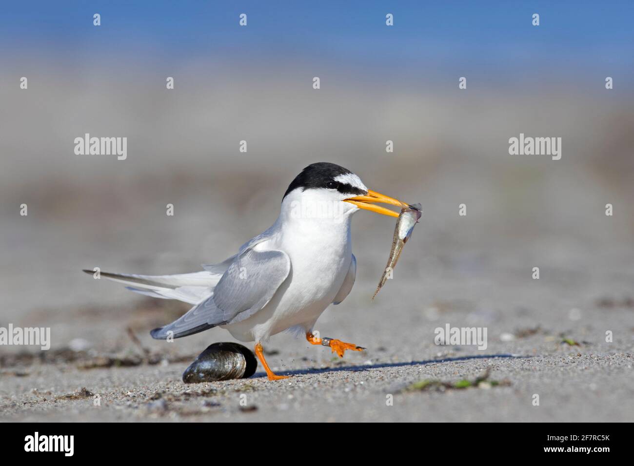 Piccolo terno (Sternula albifrons / Sterna albifrons) con la preda di pesce in becco sulla spiaggia Foto Stock