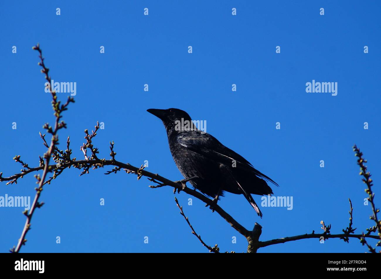 Un crow ottiene una panoramica Foto Stock