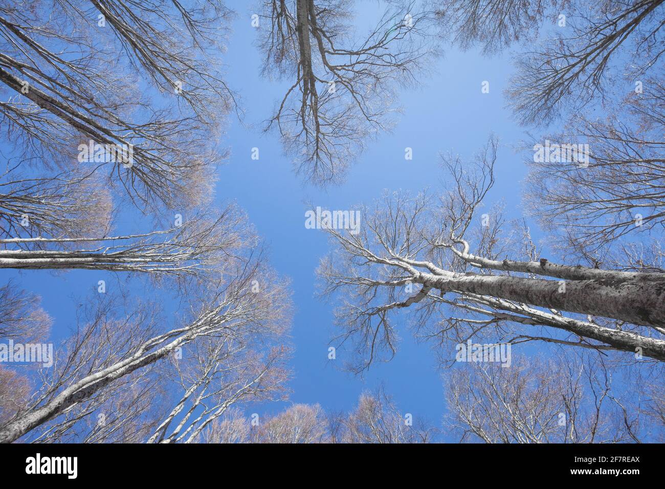 Fogliame sul cielo in autunno all'interno di un bosco di betulle, Foto Stock