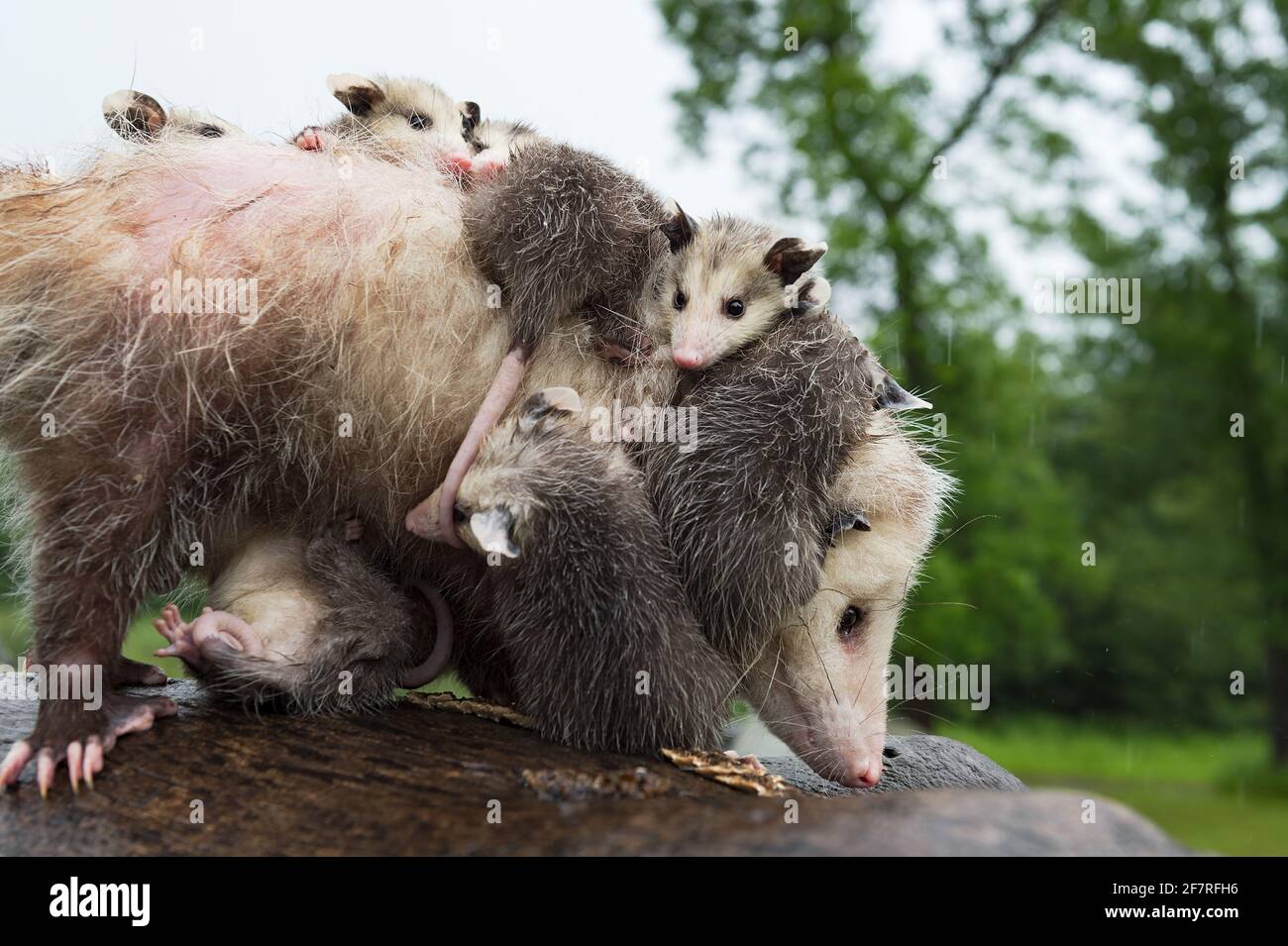 Virginia Opossum (Didelphis virginiana) Joey tormola fuori estate della madre - animali in cattività Foto Stock