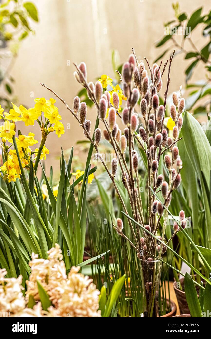 Bouquet in un vaso di rami salici con gemme in erba in un giardino di primavera fiorente. Foto Stock